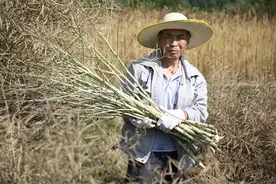 贵州长顺：“稻油轮作”解码“一地双收”图片