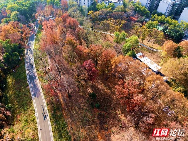 长沙人的周末：去烈士公园赴一场秋冬之约