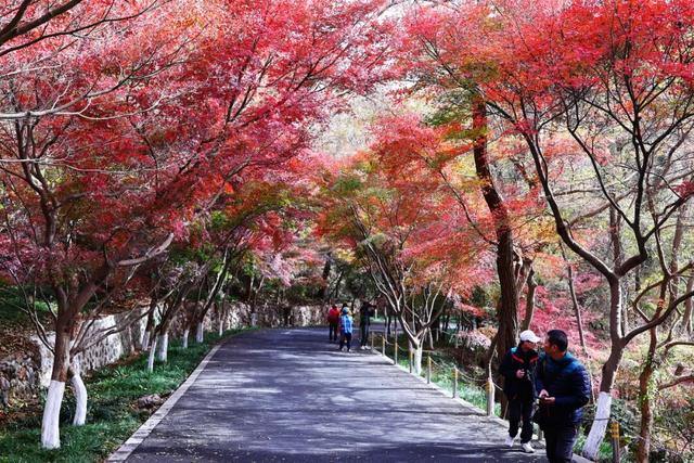 官宣：栖霞山进入最佳观赏期！