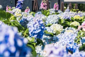 上海市中心街边，250㎡超梦幻的蓝紫色系绣球花海免费观赏！图片