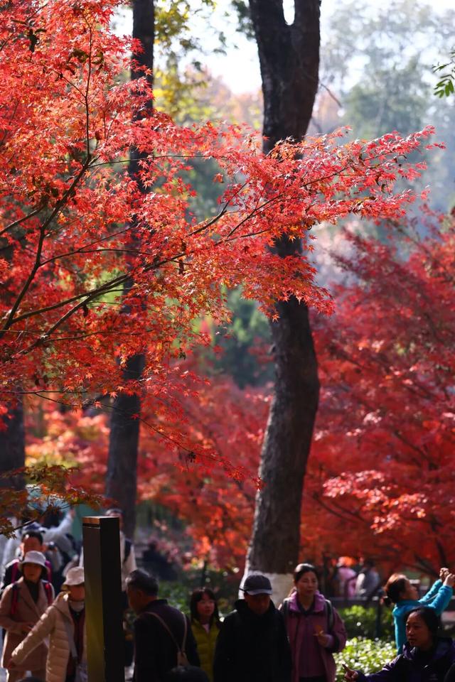 栖霞山人气爆棚，红叶超长待机！@友友们，错峰更有乐趣哦~