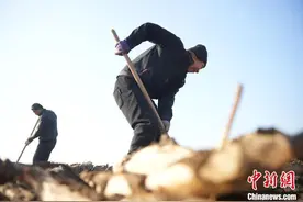 （新春走基层）隆尧旱地“贡藕”：藏在清脆声中的新年“仪式感”图片