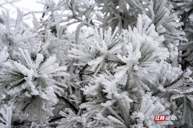 【每日一图@湖南】张家界的雪后云海，藏着湖南冬日的浪漫
