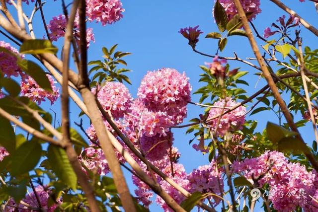 超出片！仙游这个公园，梦幻紫花风铃木盛放！