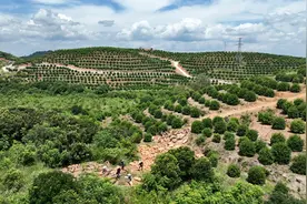 一条主线   多点开花     靖州上半年实现中医药大健康产业链综合产值46亿元图片