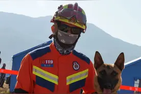 从萌宠到守护英雄的蜕变 ——搜救犬“飞鹰”和“奶爸”成长记图片