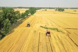 麦收观察日志：跨越四个省，追着麦熟跑图片