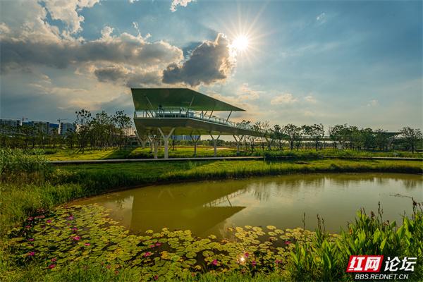 自然就在窗外！大泽湖近自然湿地公园：在城市客厅，邂逅羽翼天堂