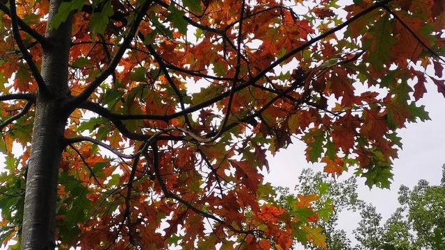 鹤峰：寒日寻秋 一眼尽染