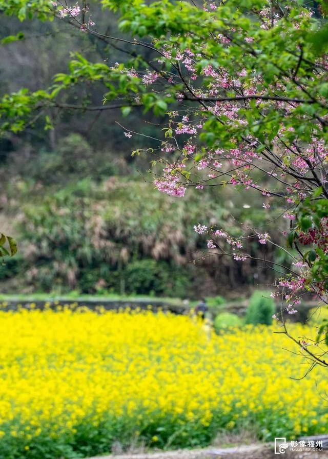 3月，赏花才是春日大事！