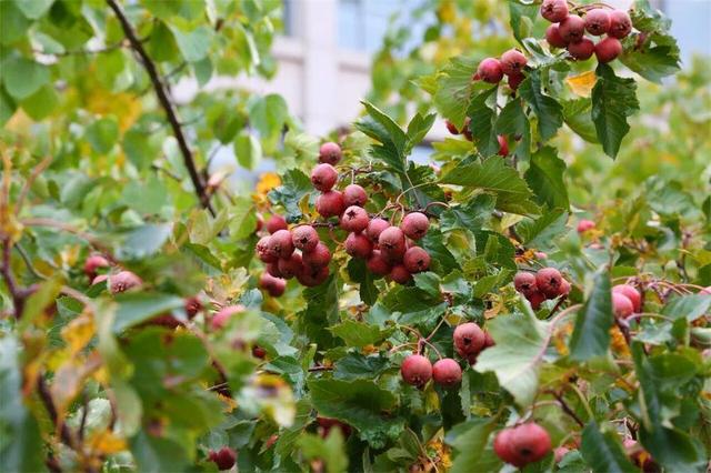 秋韵未央！来威海临港区，邂逅五彩斑斓的美！