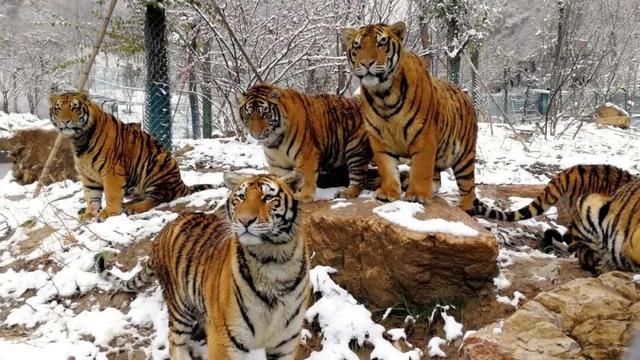 “洛阳怎么一下雪，就封神。”