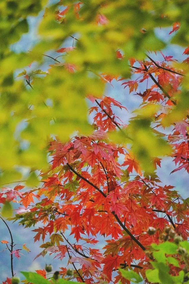 如画江西的冬日惊喜，是什么样子的？