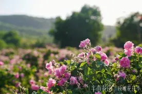 从田间到瓶间，追溯半亩花田20亿规模成长轨迹图片