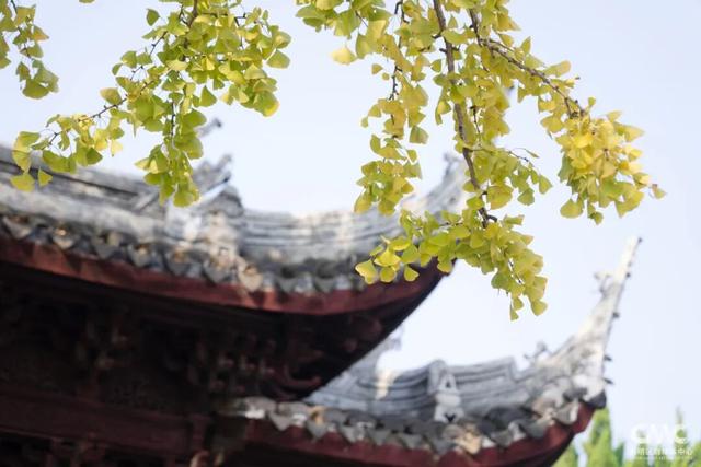 最近大家都在赴这场美丽之约