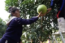 江西临川：“柚”迎丰收季 果农采摘忙图片