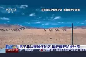 发视频道歉！一男子非法穿越保护区追赶藏野驴被罚4000元图片