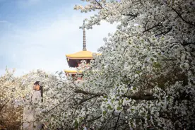 “赏花经济”带动文旅市场春潮涌动图片