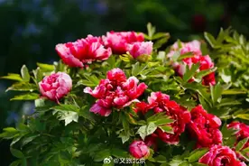 快来看！北京牡丹绽放有多美图片