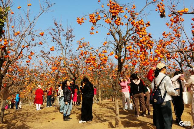 金柿映初冬，青岛藏着一处“甜蜜”公园
