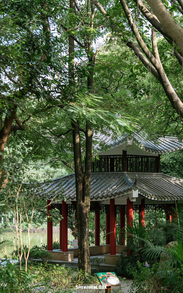 “看牛看海看夜景，深圳骑行路线精选”
