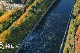 人少鸥多！快来昆明这个观鸥点邂逅小精灵图片