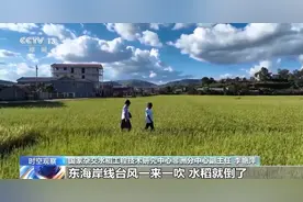 致敬！袁隆平墓前有一碗非洲农民的大米图片