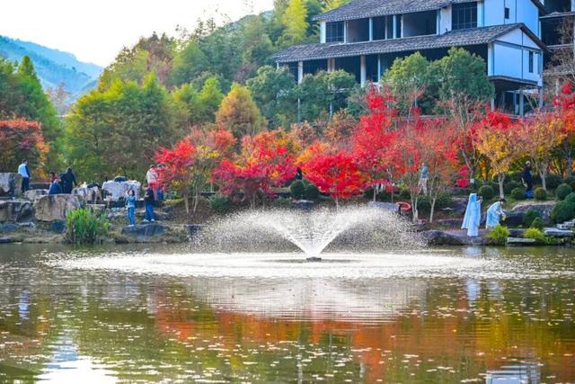 美“枫”了！九峰村迎来颜值巅峰！