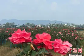 （乡村行·看振兴）河南内乡乡村特色种植的“三棵树”图片