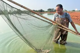 强龙头 补链条 聚集群：嘉鱼做大做强农产品精深加工文章图片