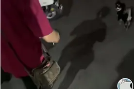 深圳街头狗妈妈难产，阿姨扔下烧烤摊……百万网友怒赞！图片