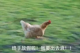 “我家进来了一条大蛇，你们快来……”图片