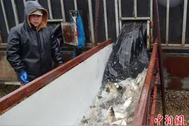 “人放天养”逾30载：查干湖渔猎文明延续的生态密码图片