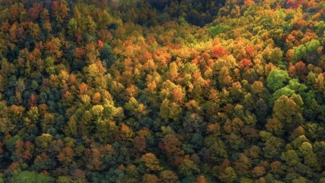 八桂冬日似春朝 赏花观叶正当时