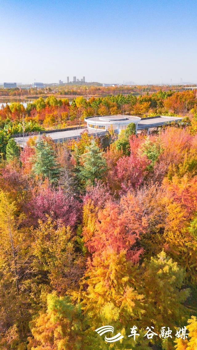 橙黄橘绿时 武汉经开区斑斓如画