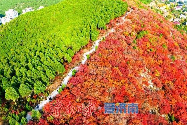 红绿交错平分秋色 济南蝎子山“鸳鸯火锅”景如画