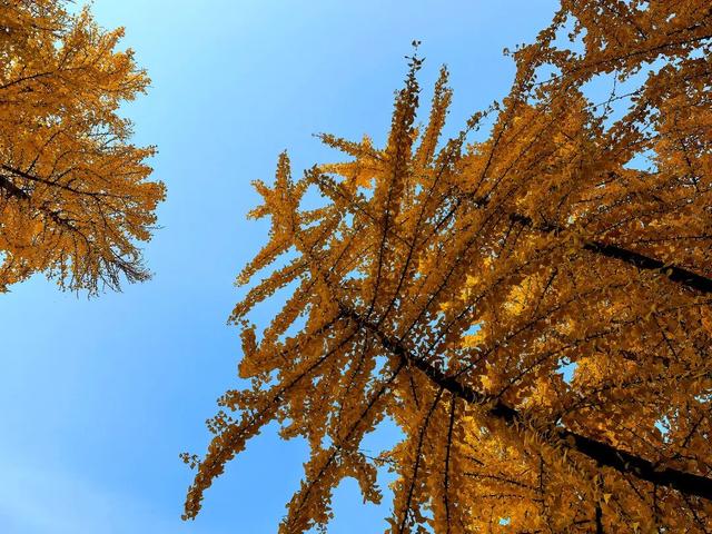 风一吹，索河路就成了金色的世界