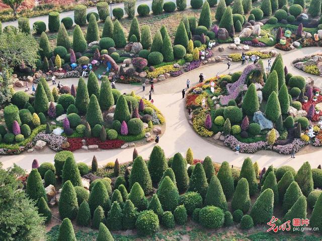 冬季赏花正当时