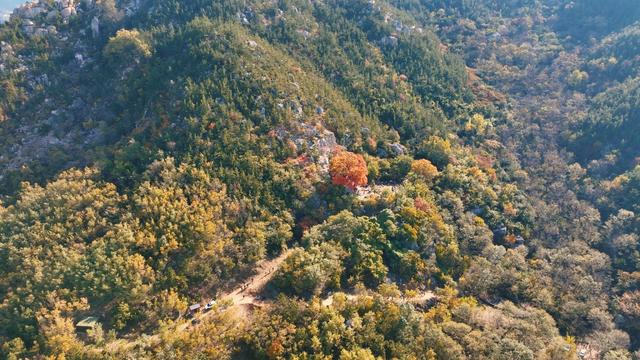 崂山这棵古树红了，非周末时间都人山人海！网友：长得像菜花