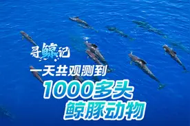 新生，回家！来看海南“鲸”心守护之路图片