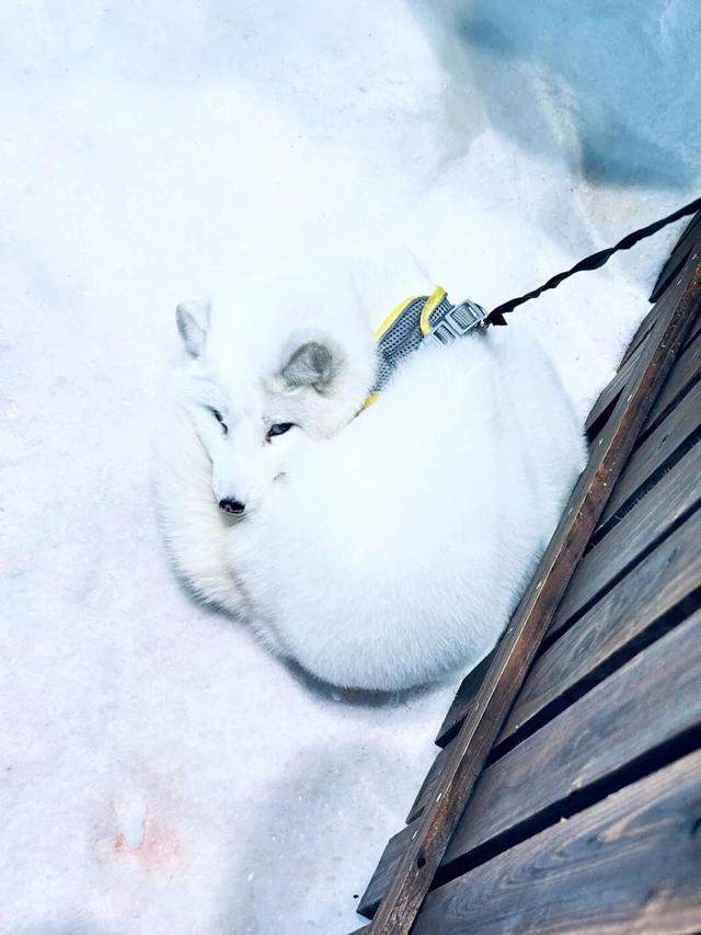 玩转湖北冬日！带你热“雪”沸腾！