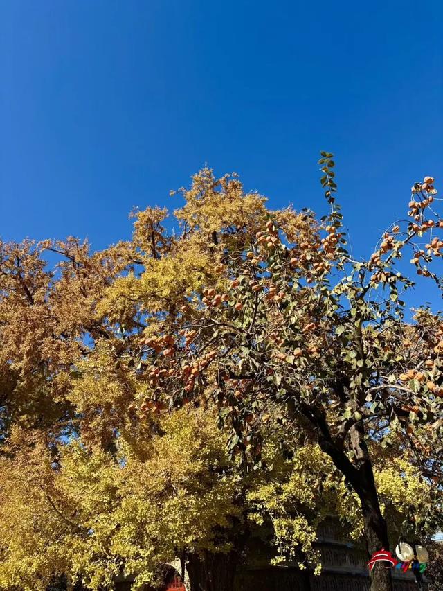 金色瀑布！北京这些千年古银杏正在最佳观赏期！