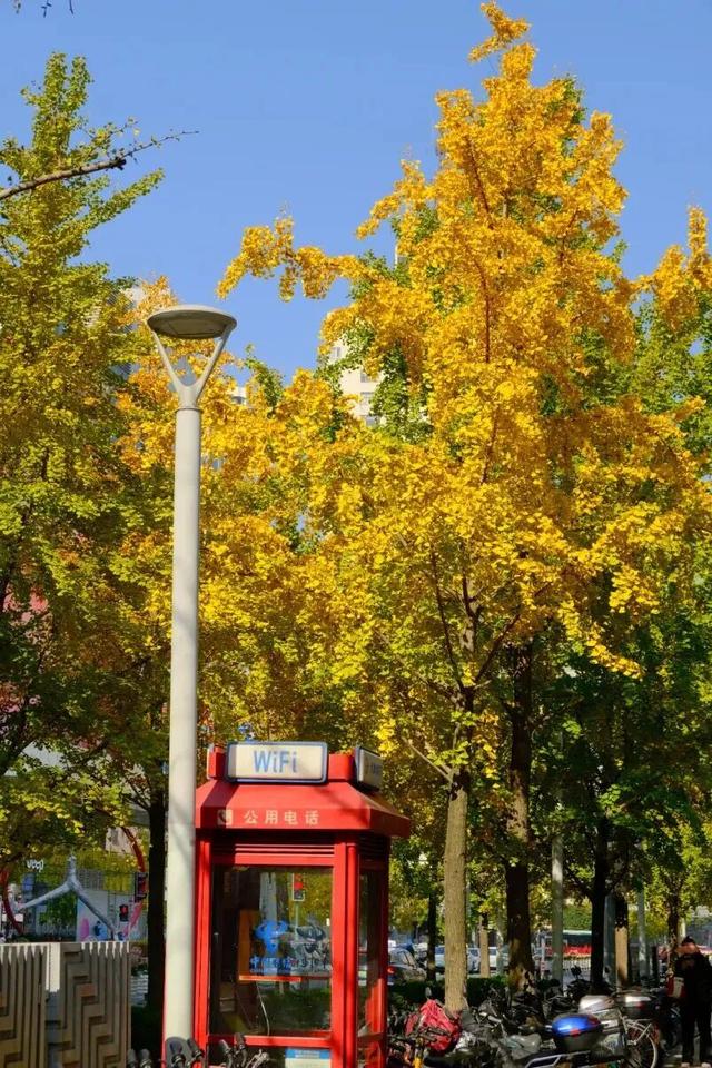 美翻了！苏河湾“红枫天桥”上线！更多金色、橙色、赭红色正在路上……来看↗