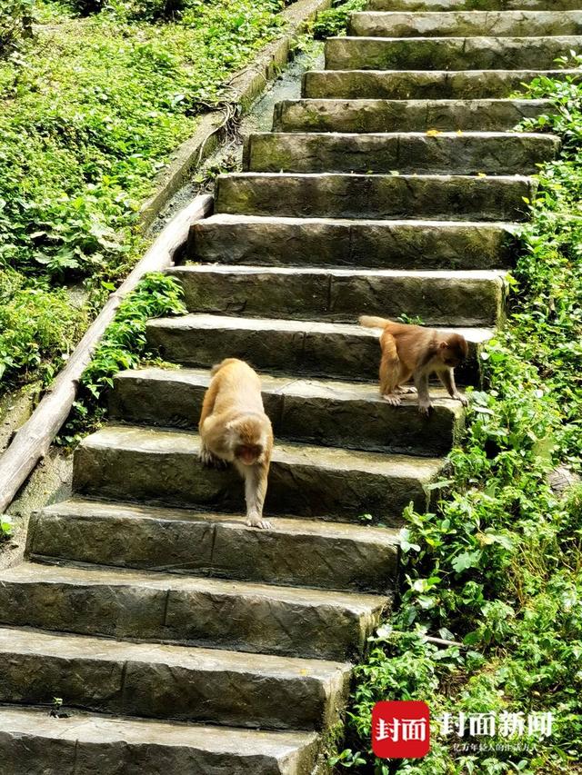 还魂草“复活”、崖柏成林、阳鱼穿溪！巴山大峡谷藏了多少宝藏？ | 创5A·巴山大峡谷更好玩