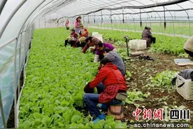 泸州龙马潭：冬日大棚农事忙 供需致富两不误图片