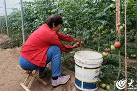 潍坊市潍城区：蔬菜大棚架起乡村振兴“致富桥”图片