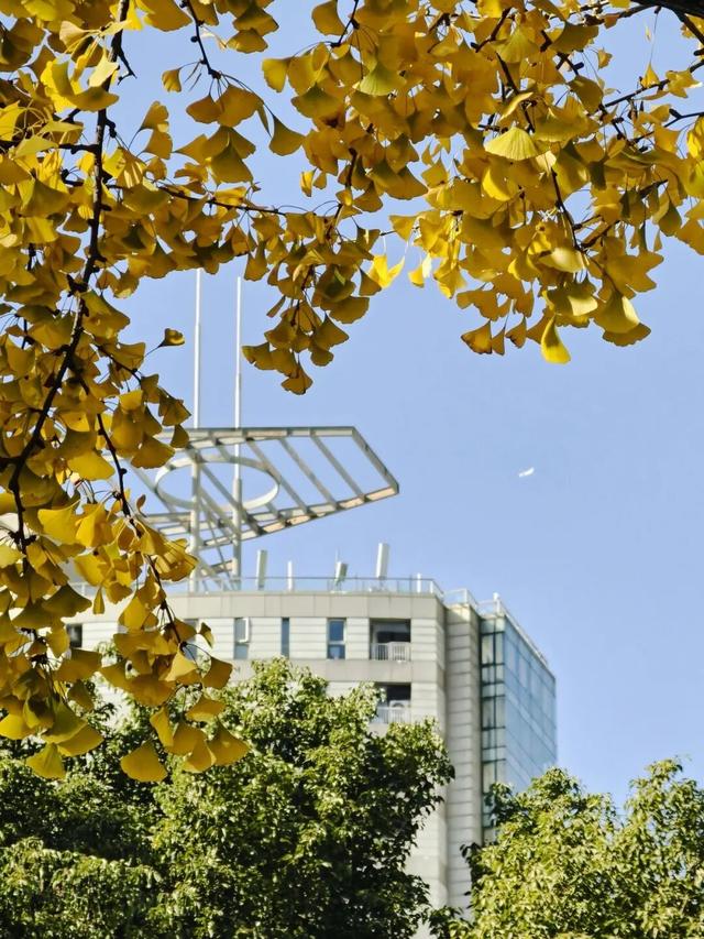 红花槭火红、银杏金黄、乌桕美如油画……静安这里藏着一片绝美秋色→