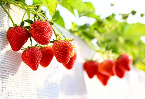 冬蕴万象 | 昌平草莓采摘正当时 这份攻略快收好