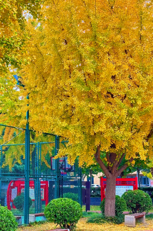 错过再等一年！郑州10大银杏观赏地推荐！