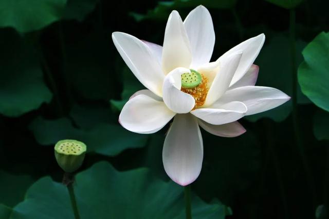 “荷”尔蒙爆表，这夏可好了！